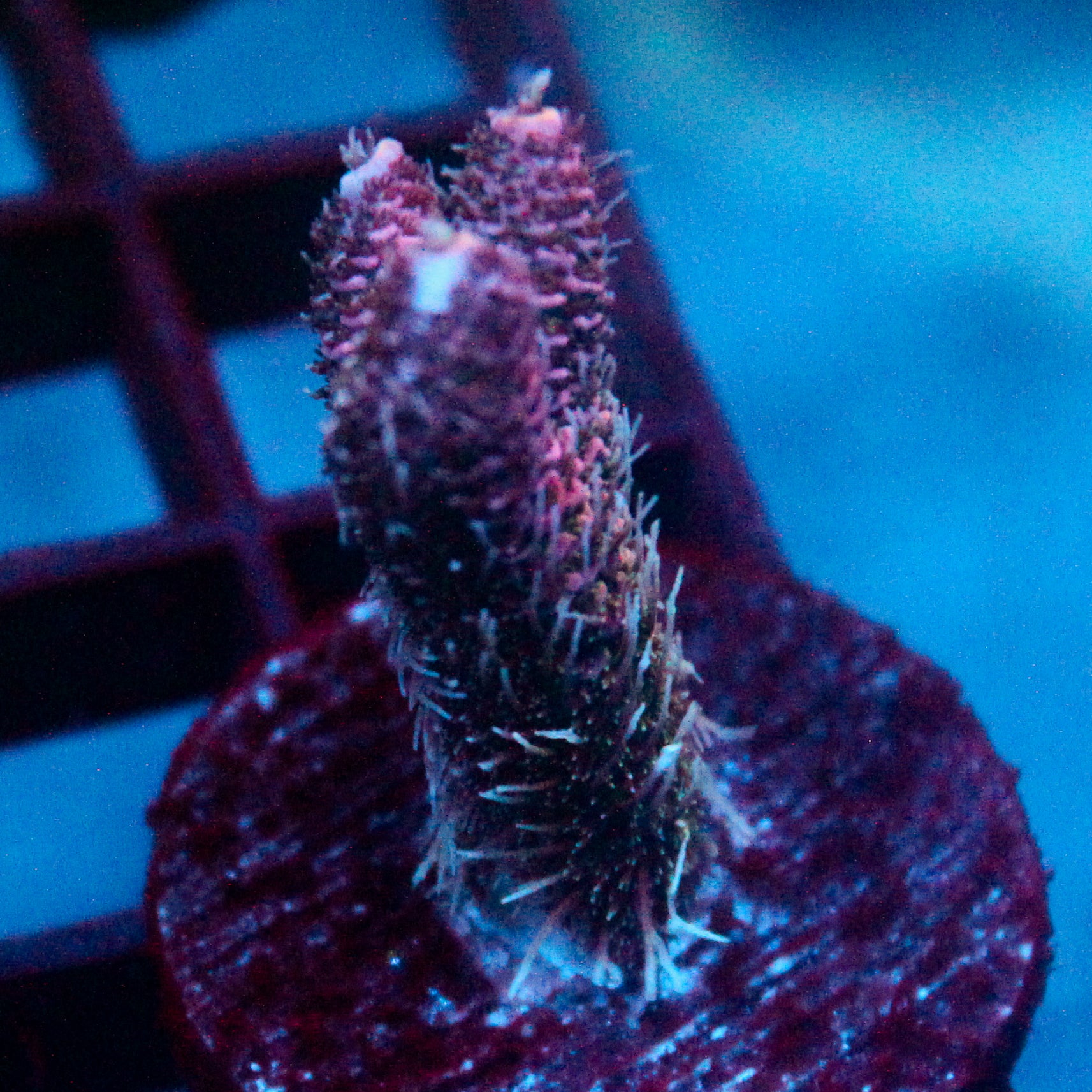 JC Purple Monster Acro