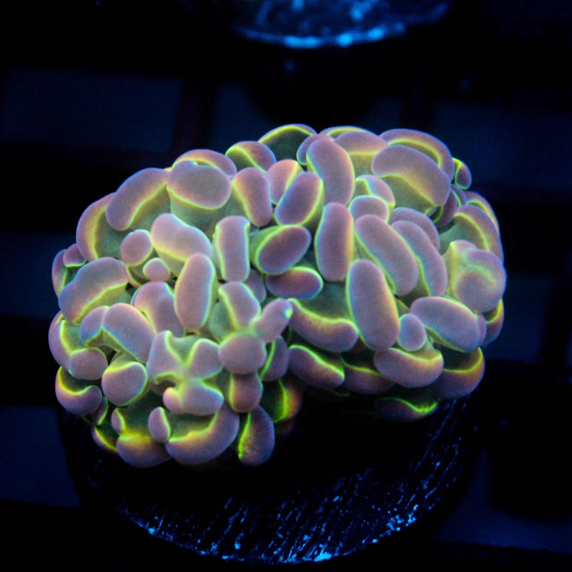 JC Ultra Hologram Hammer