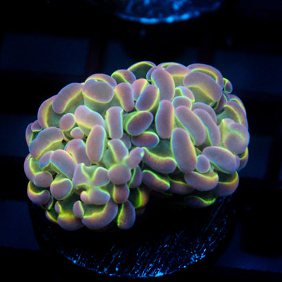 JC Ultra Hologram Hammer