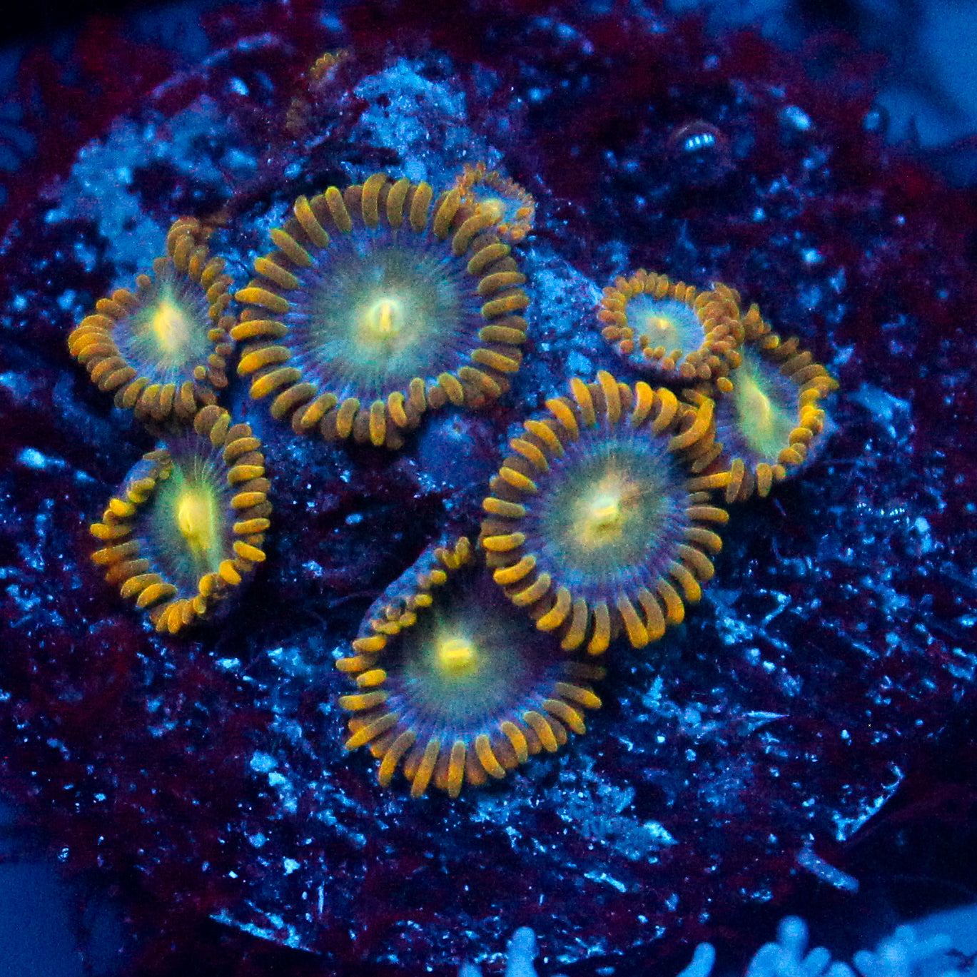 JC Saturn Zoanthid