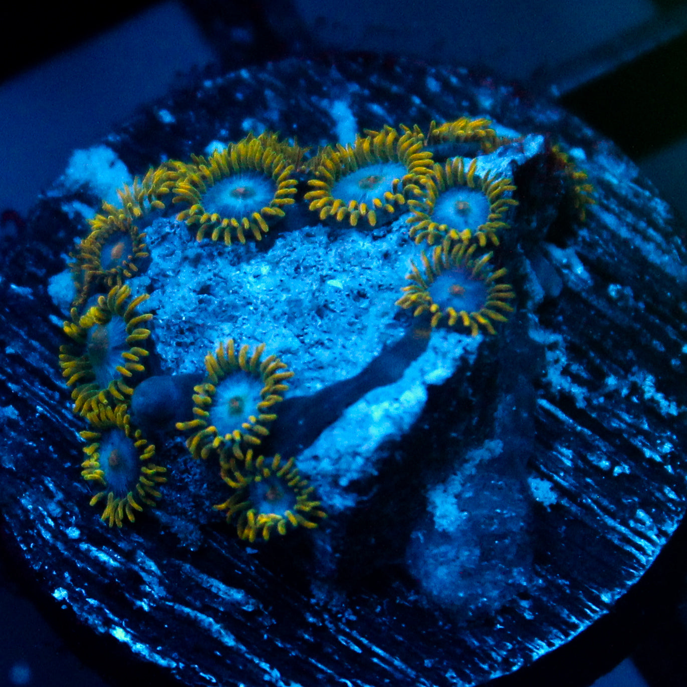 JC Blue Beast Zoanthid