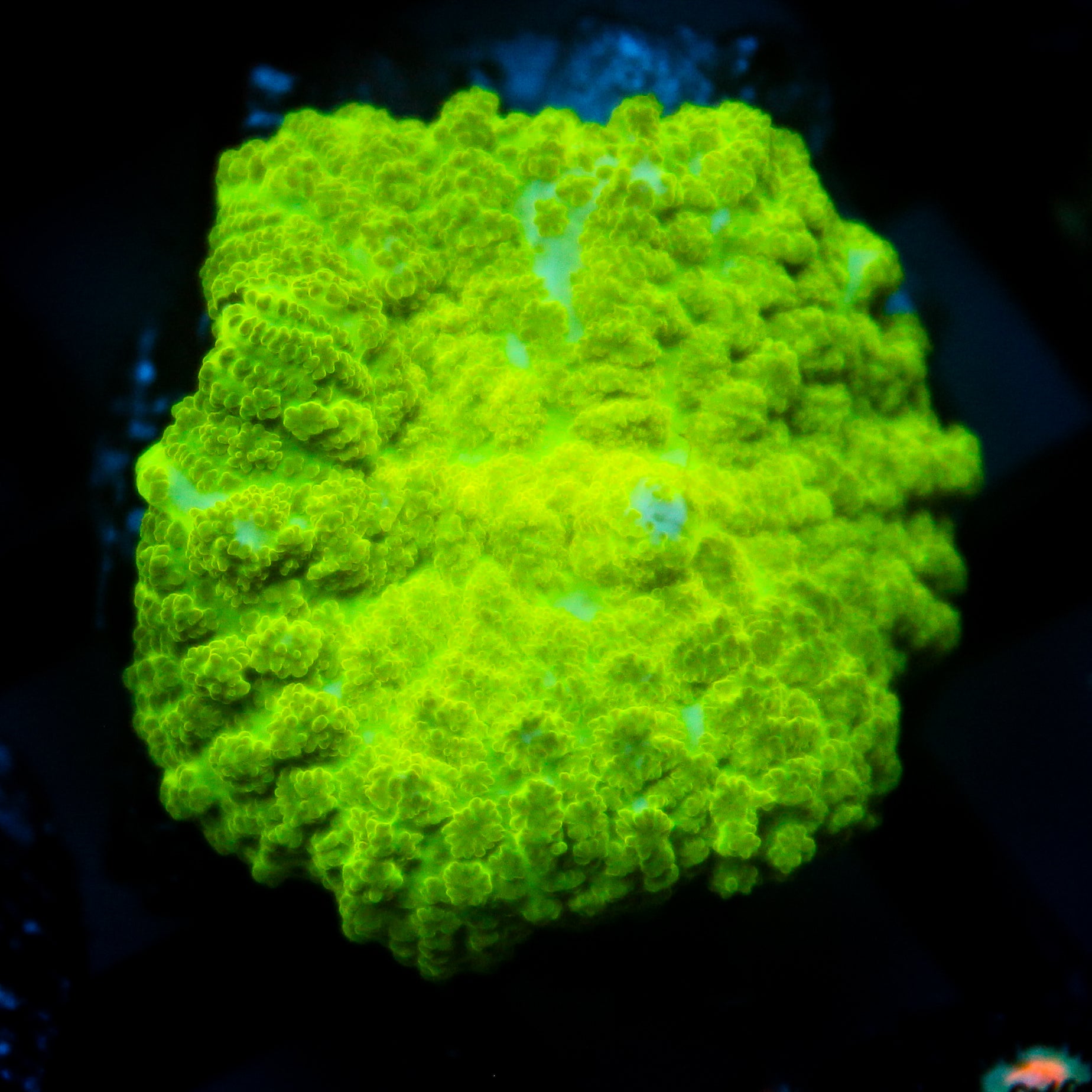 JC Kryptonite Rhodactis