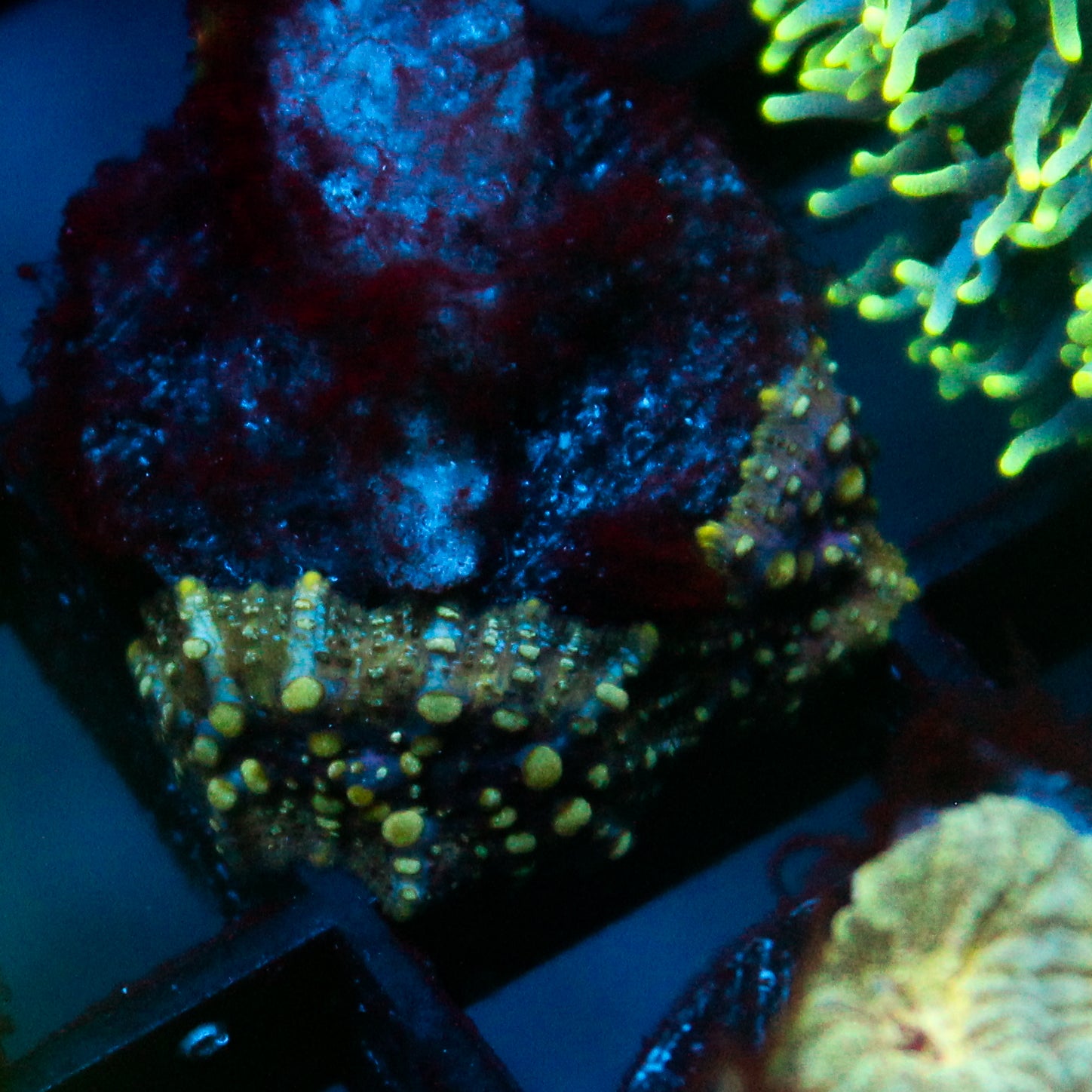 JC Lava Lamp Discosoma Double