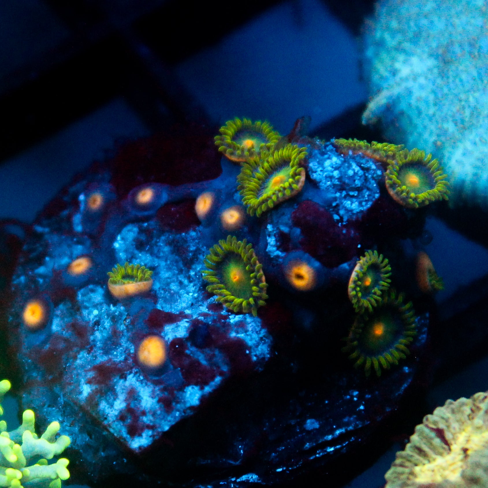 JC Green Crawler Zoanthid Mix