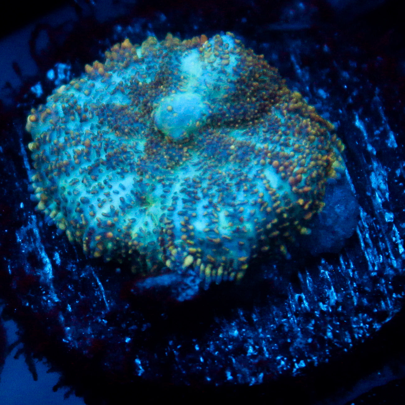 JC Cuprum Calamity Rhodactis