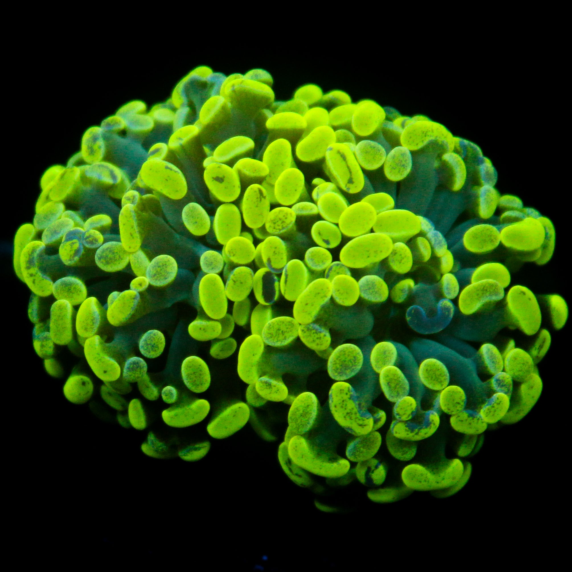 JC Neon Green Splatter Hammer