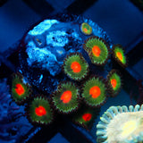 JC Alien Blood Zoanthid