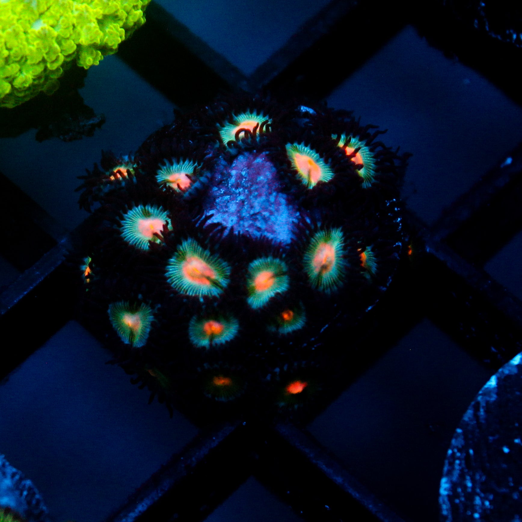 JC Blue Raven Zoanthid