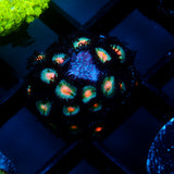 JC Blue Raven Zoanthid