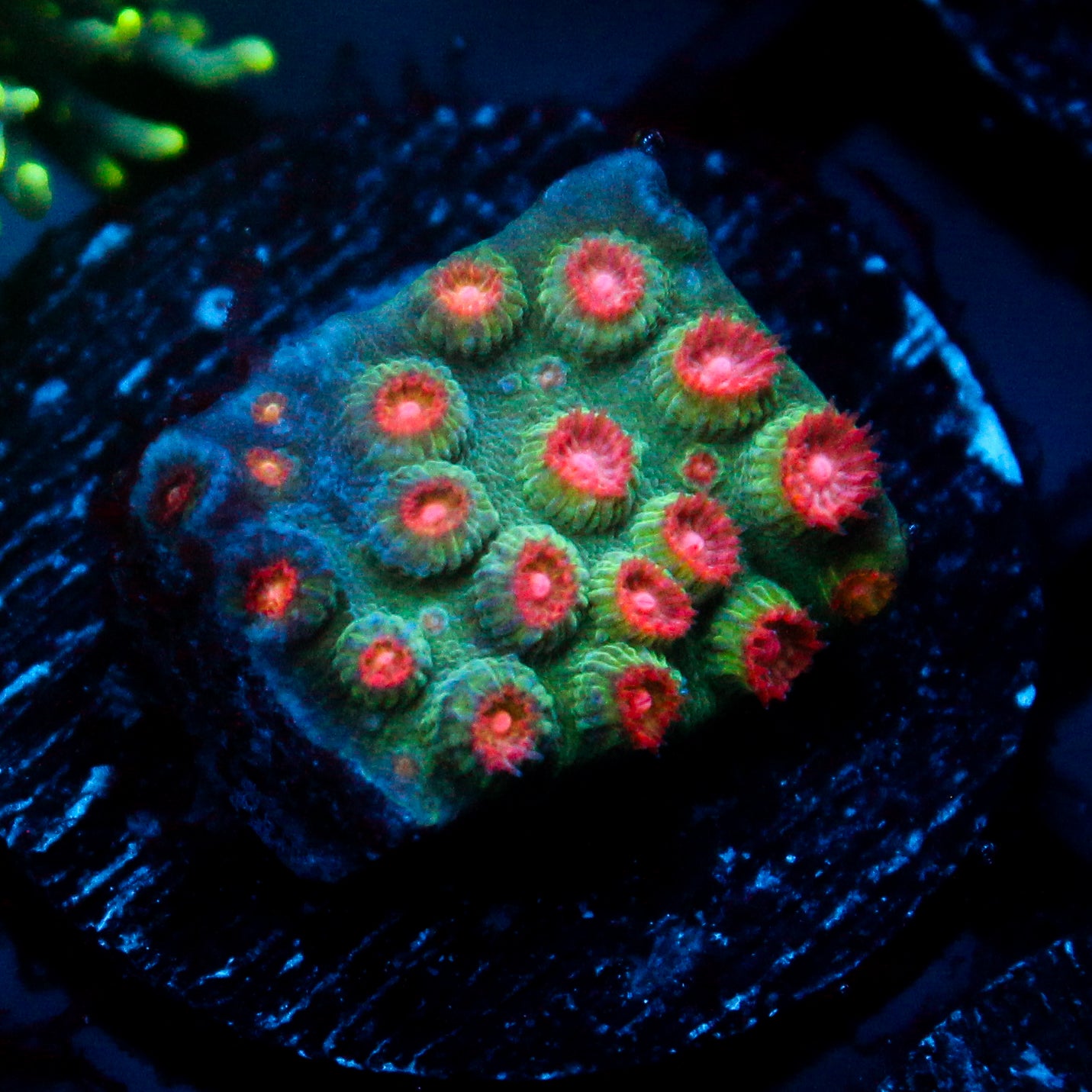 JC Evil Swarm Cyphastrea