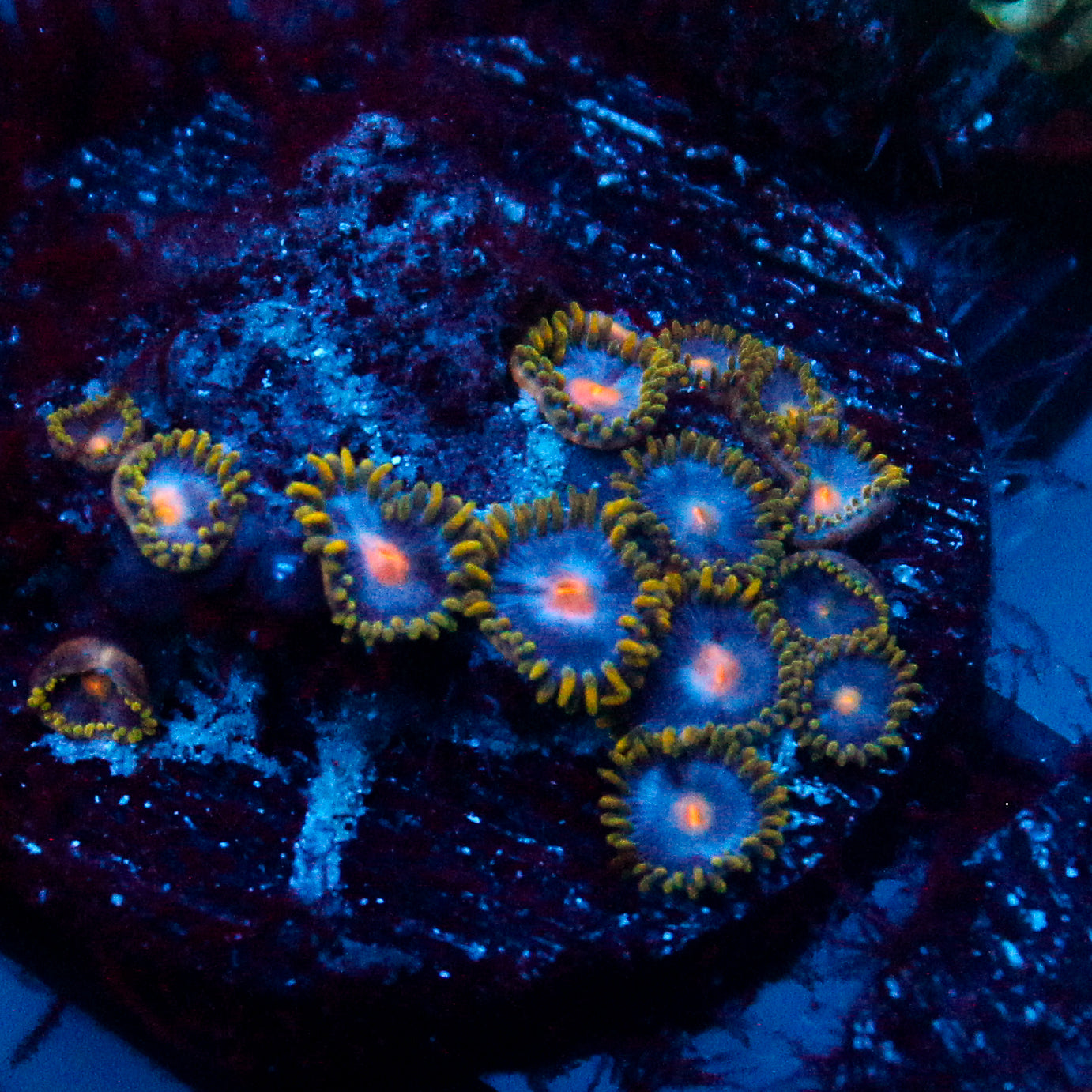JC Blue Beast Zoanthid