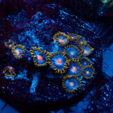 JC Blue Beast Zoanthid