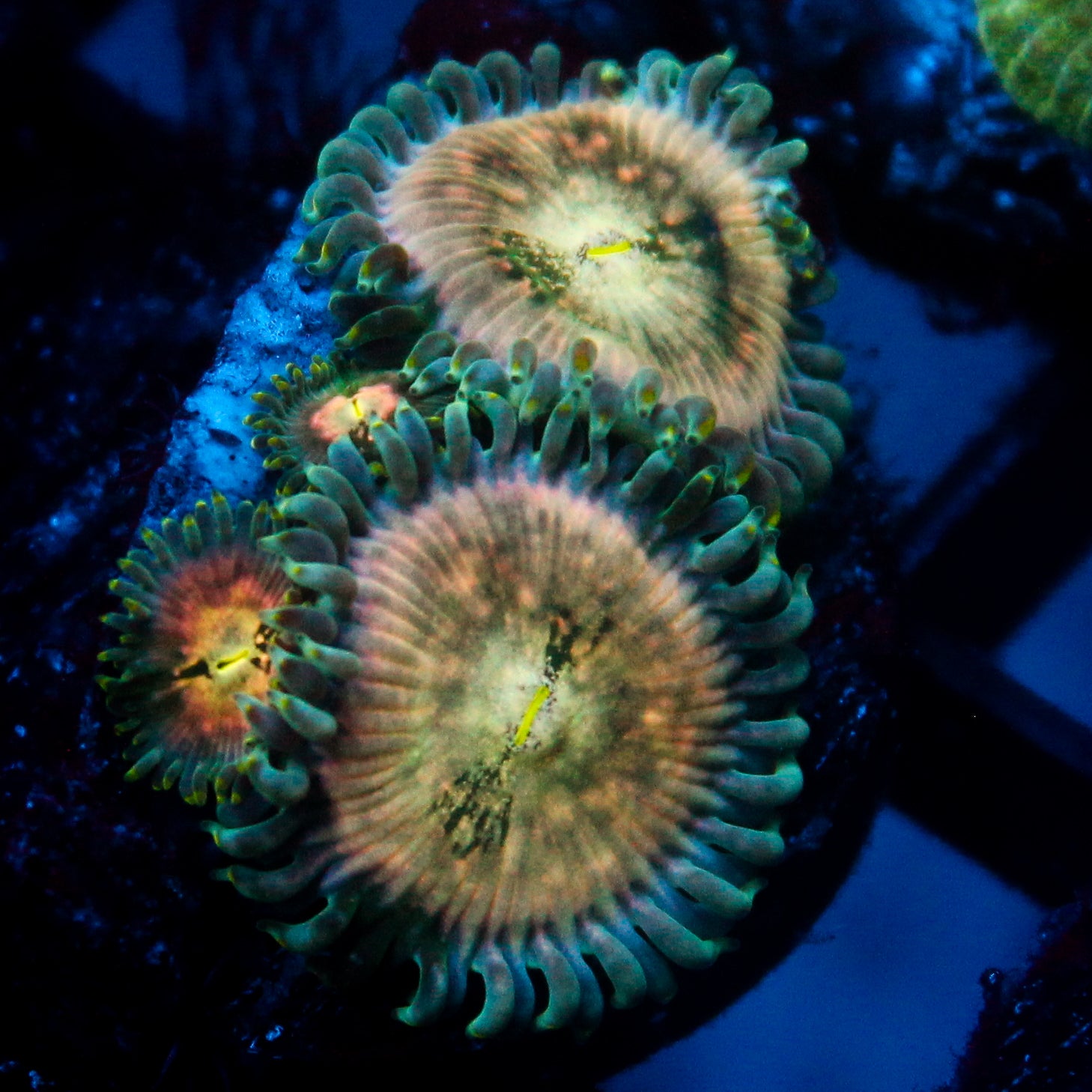 JC Hawaiian Ding Dang Zoanthid