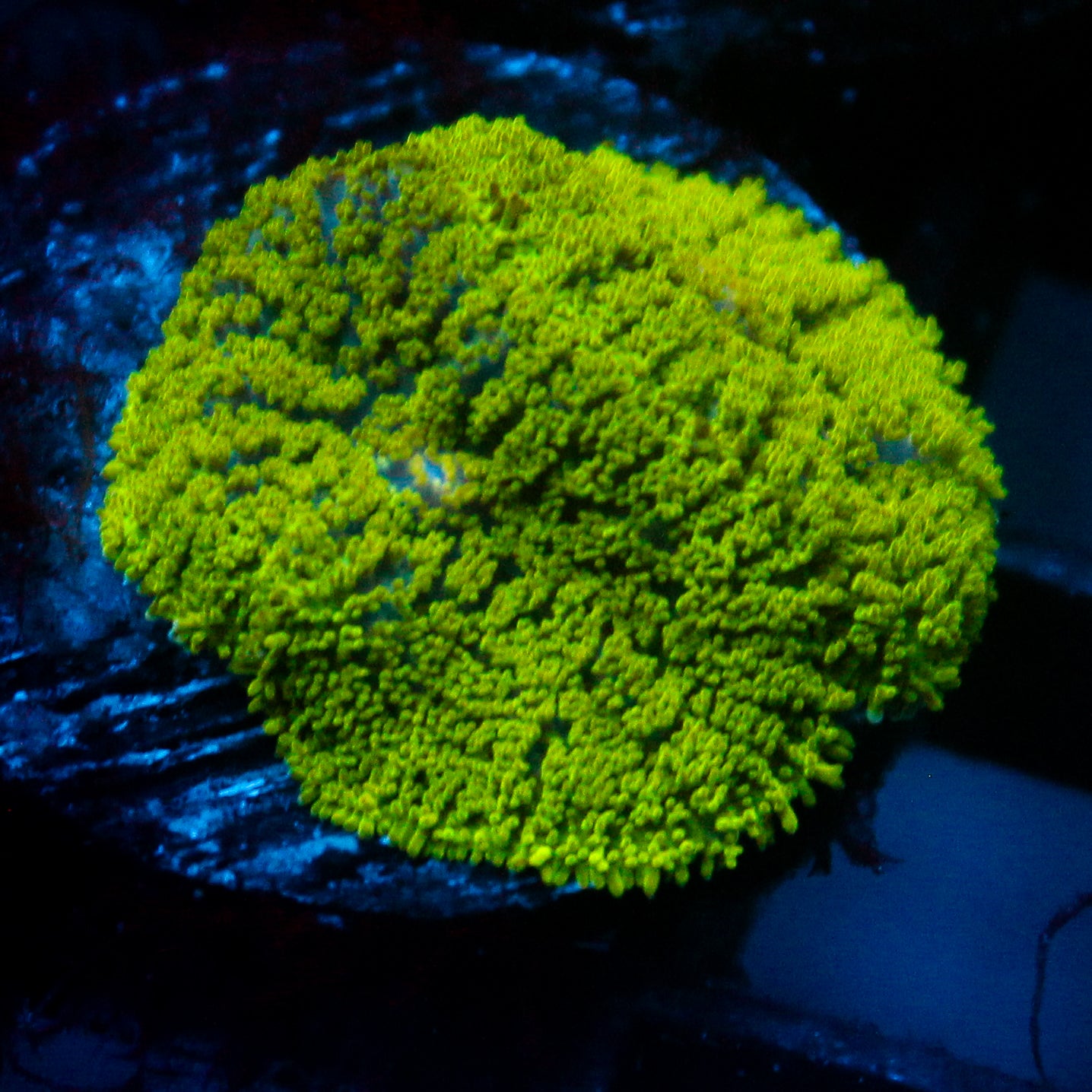JC Neon Green Rhodactis