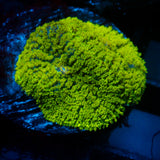 JC Neon Green Rhodactis