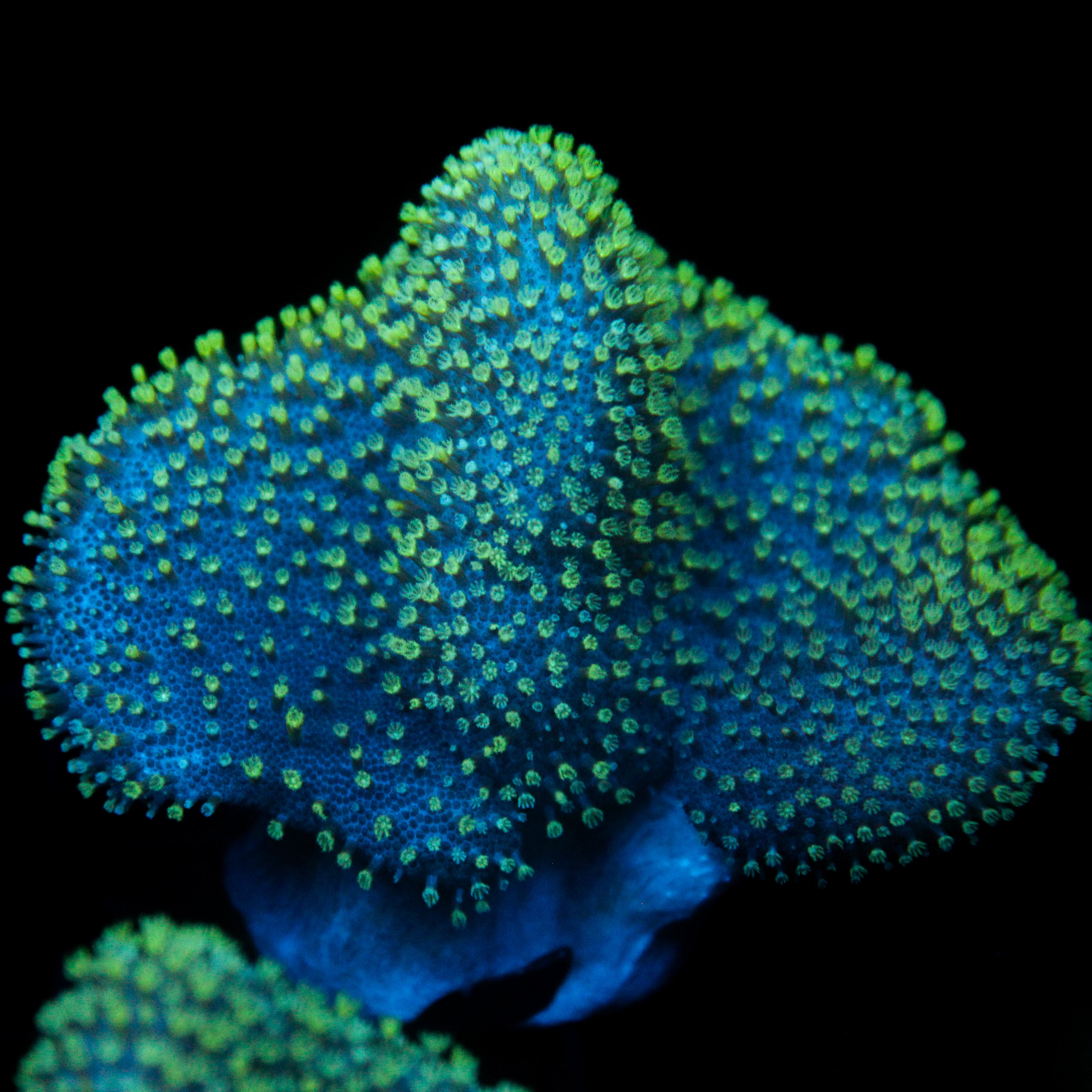 JC Minty Toadstool
