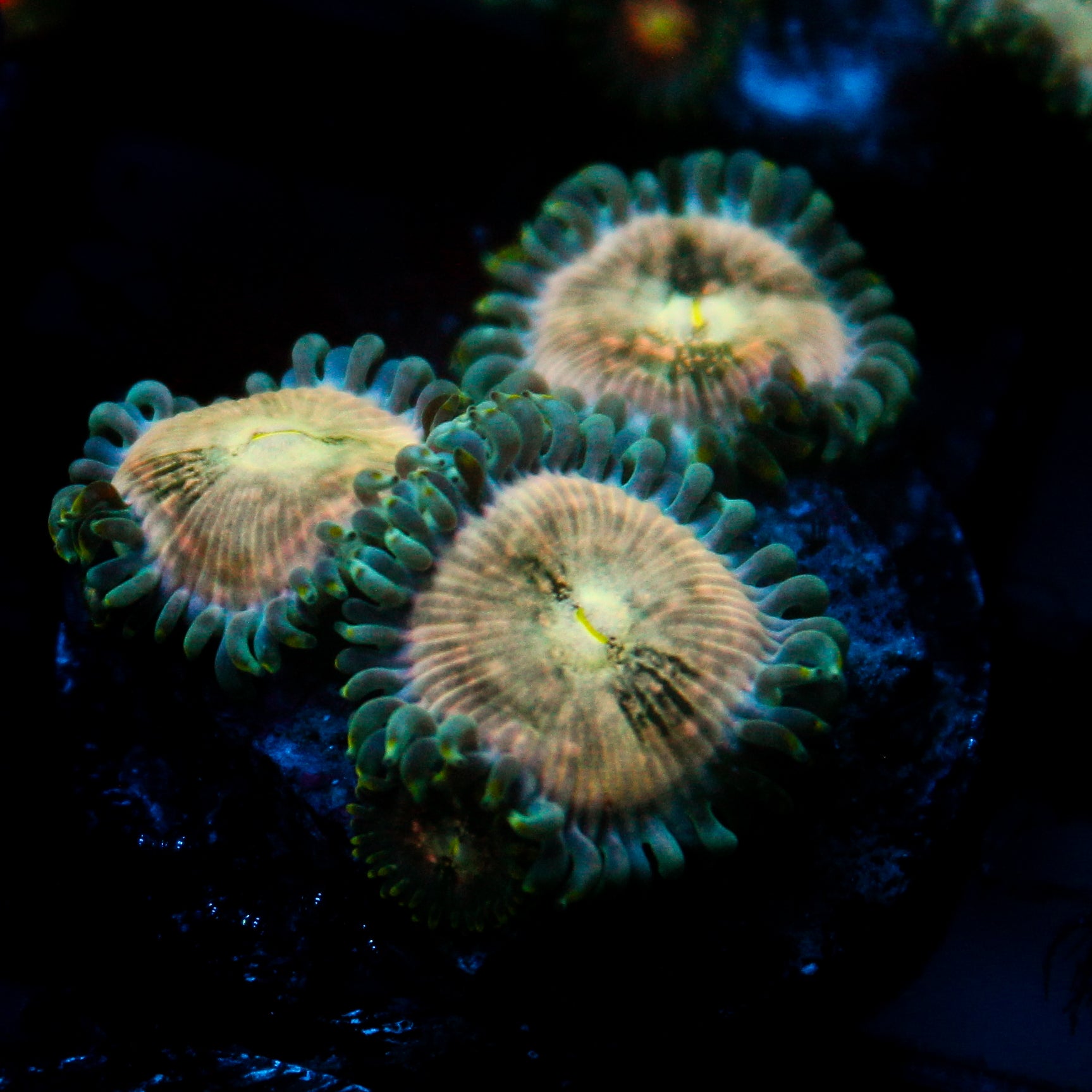JC Hawaiian Ding Dang Zoanthid