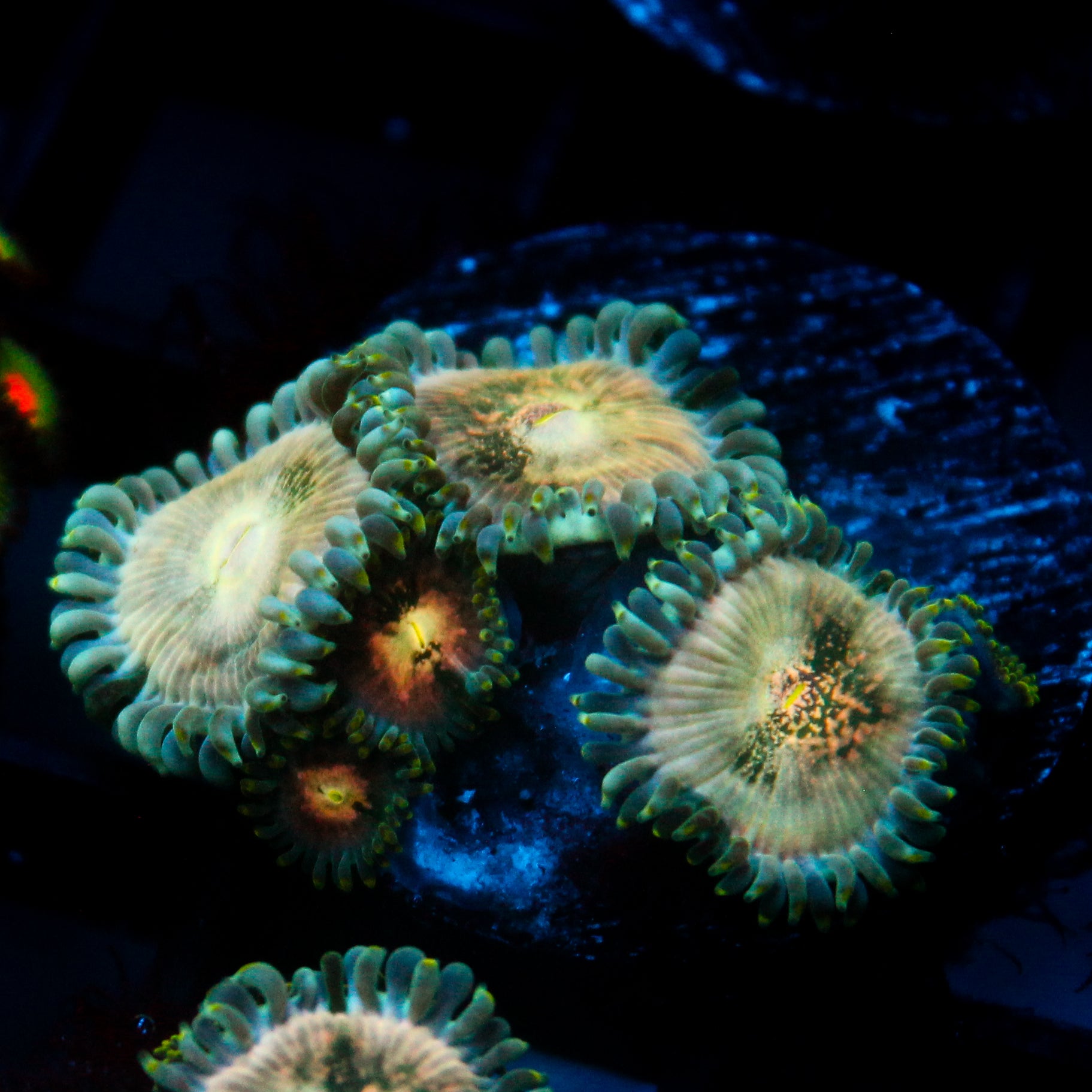 JC Hawaiian Ding Dang Zoanthid