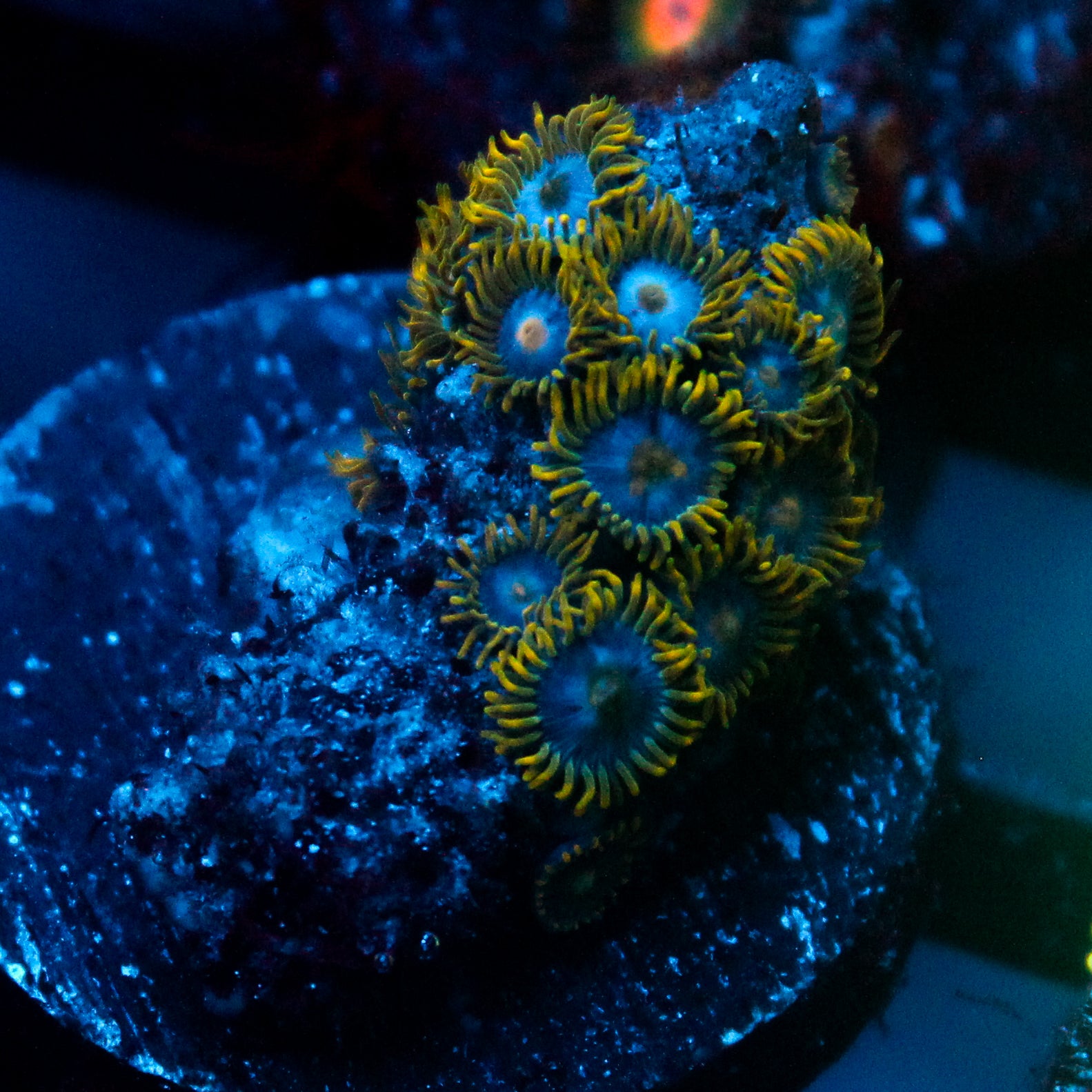 JC Blue Demon Zoanthid