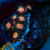 JC Alien Blood Zoanthid