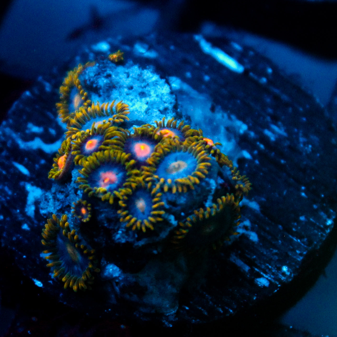 JC Gold Burn Zoanthid