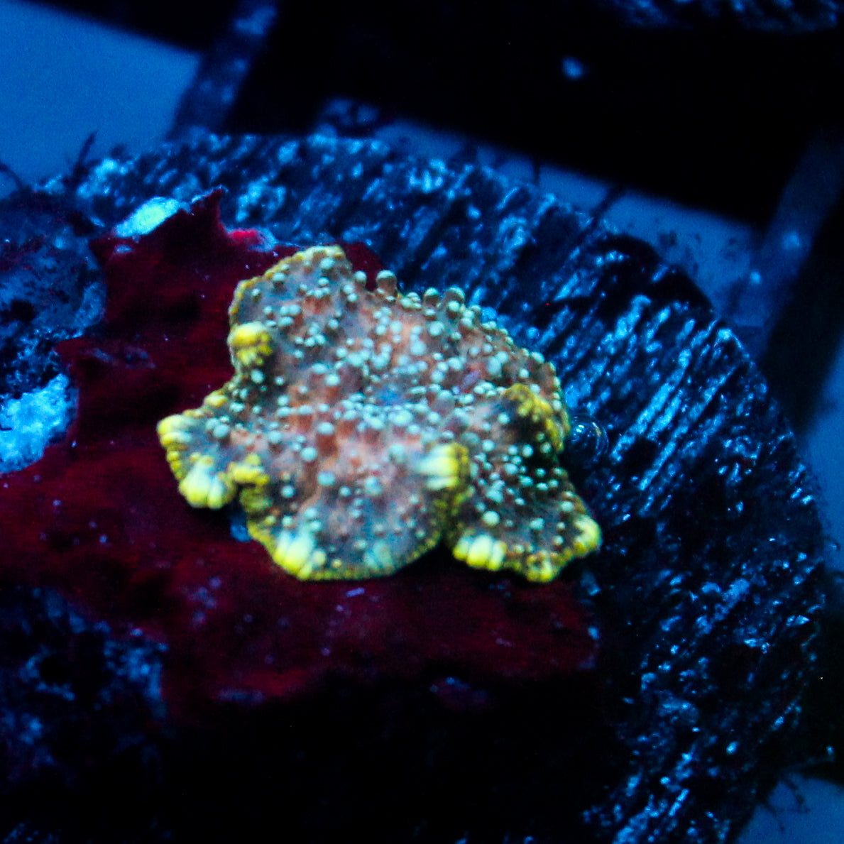 JC Gas Nebula Discosoma