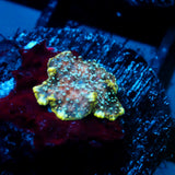 JC Gas Nebula Discosoma