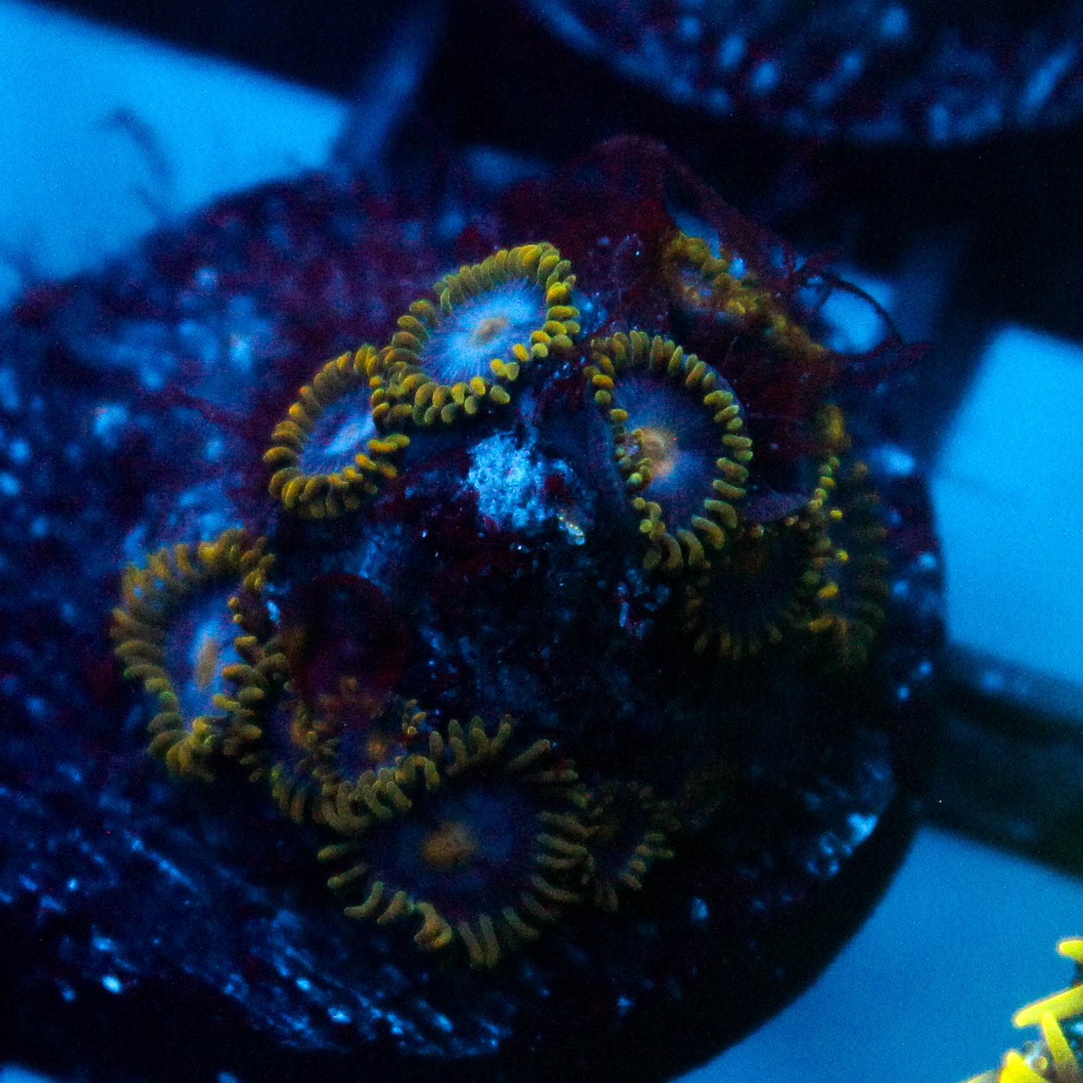 JC Gold Burn Zoanthid