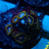 JC Gold Burn Zoanthid