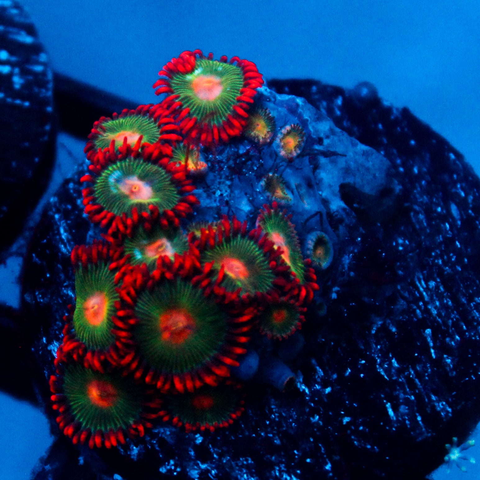 JC Gatorade Zoanthids