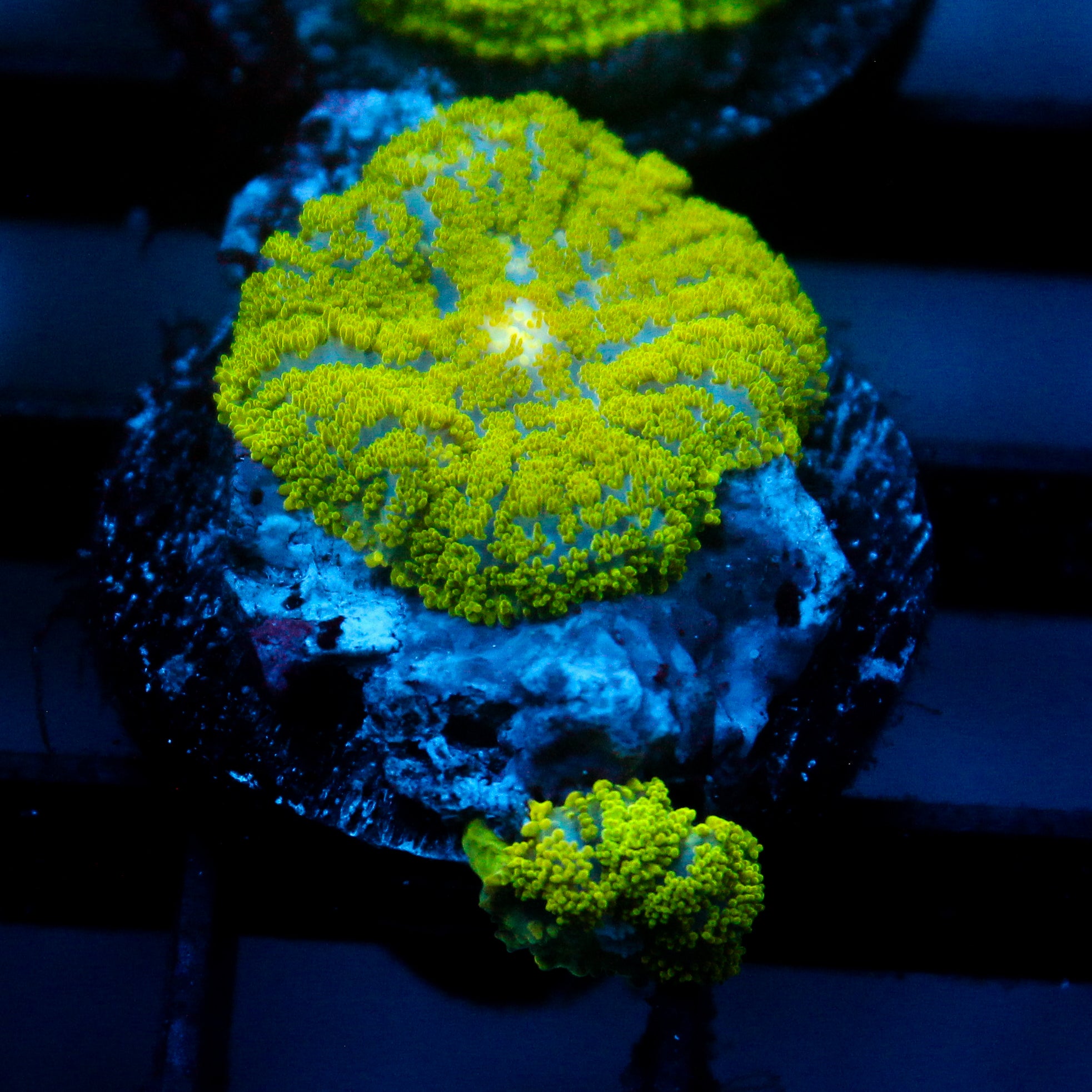 JC Neon Green Rhodactis