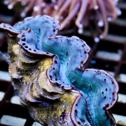 JC A Grade Maxima Clam