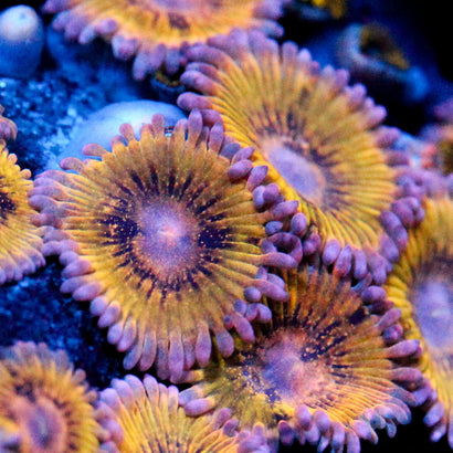 JC Chiquita Zoanthid