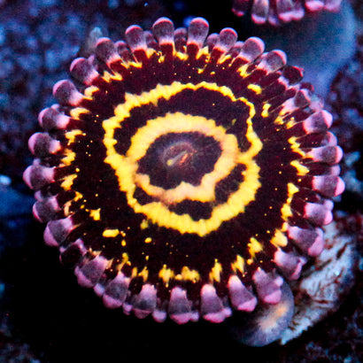 Stratosphere Zoanthid