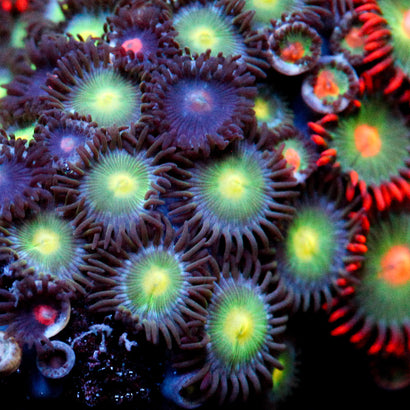 JC Cosmonaut Zoanthid