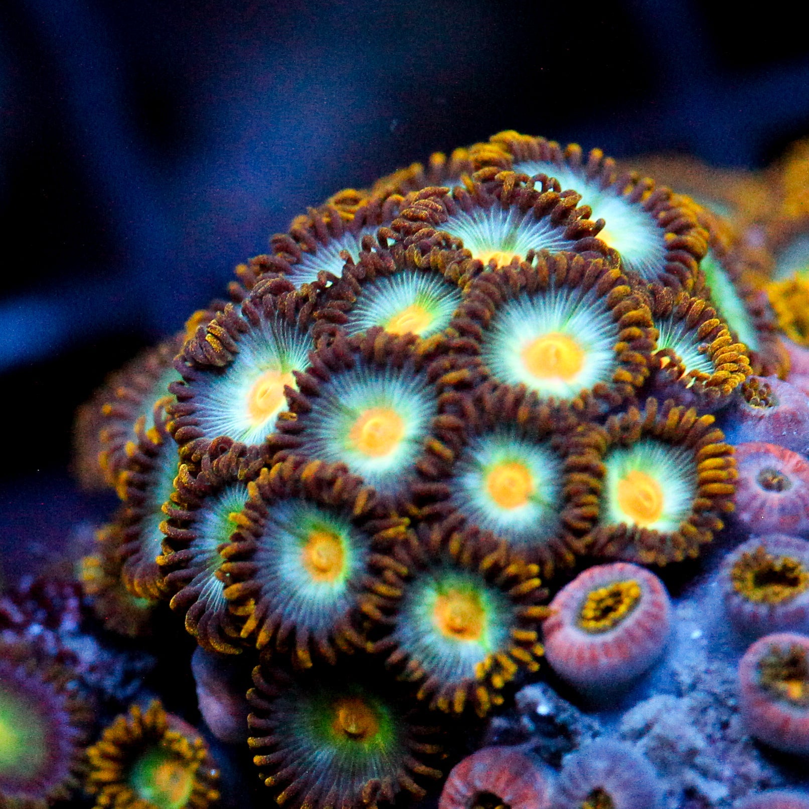 JC Saturn Zoanthid