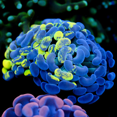 JC Yellow Splatter Hammer