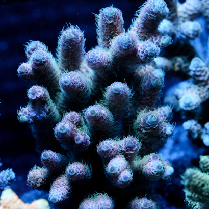 JC Blueberry Lemonade