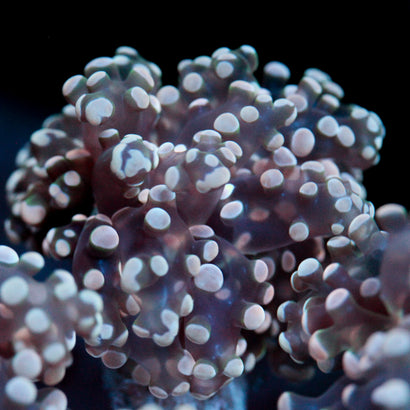 JC Pink Tip Octo