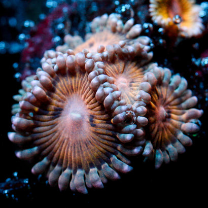 JC Overworked Zoanthid