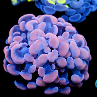 Orange Splatter Hammer