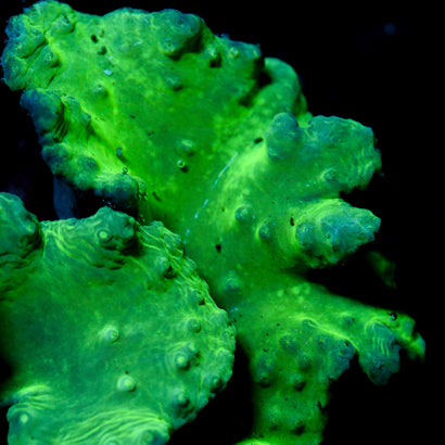 JC Neon Green Cabbage Coral