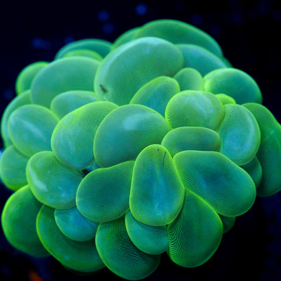 Neon Green Bubble Coral - Large