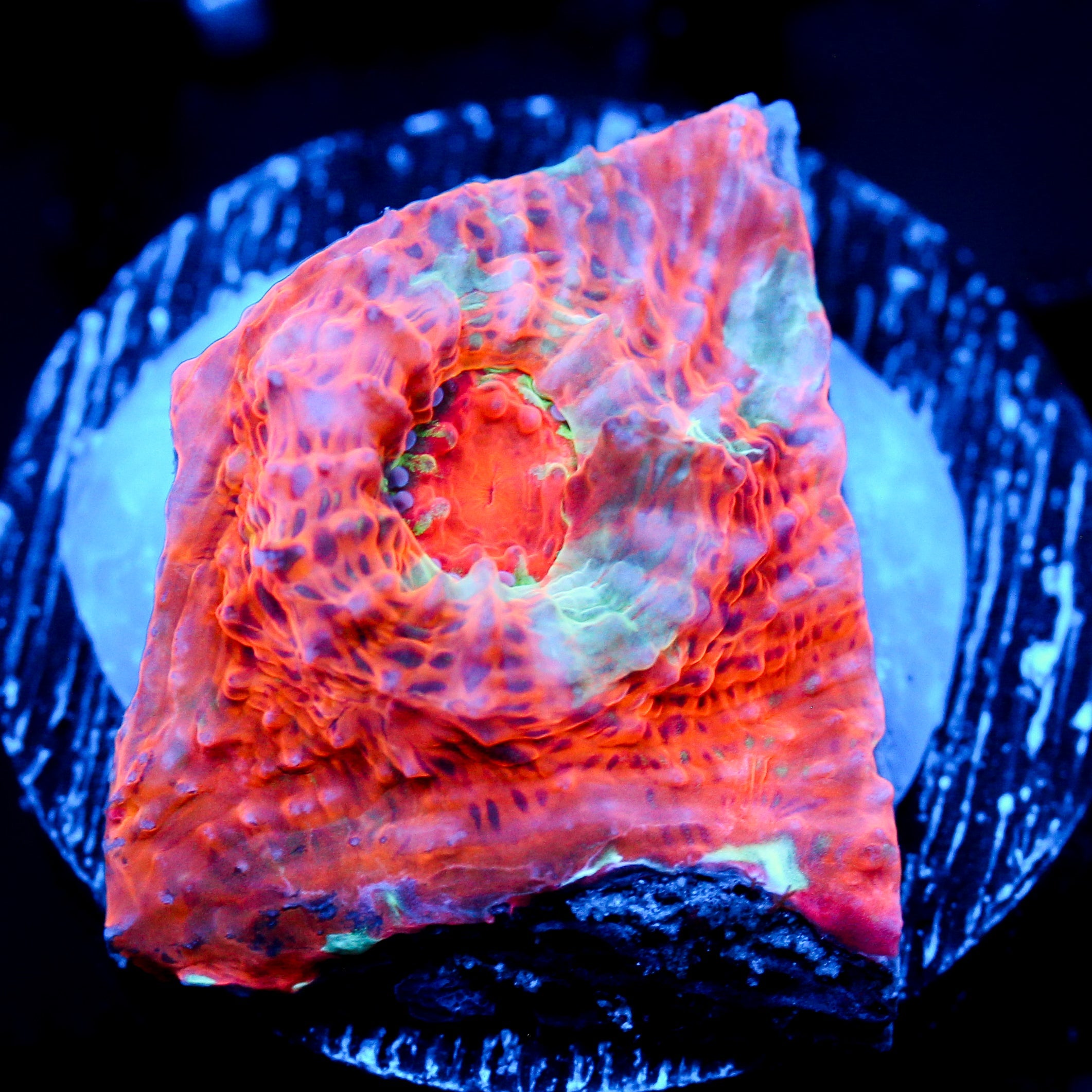 JC Orange Radiance Chalice