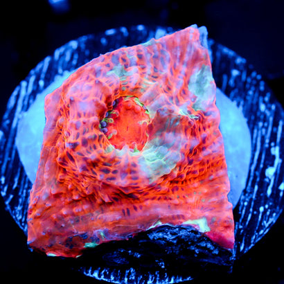 JC Orange Radiance Chalice