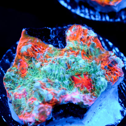 JC Citrus Dream chalice