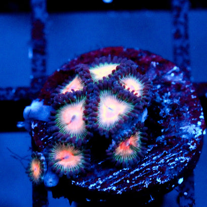 JC Peach Bellini Zoanthid