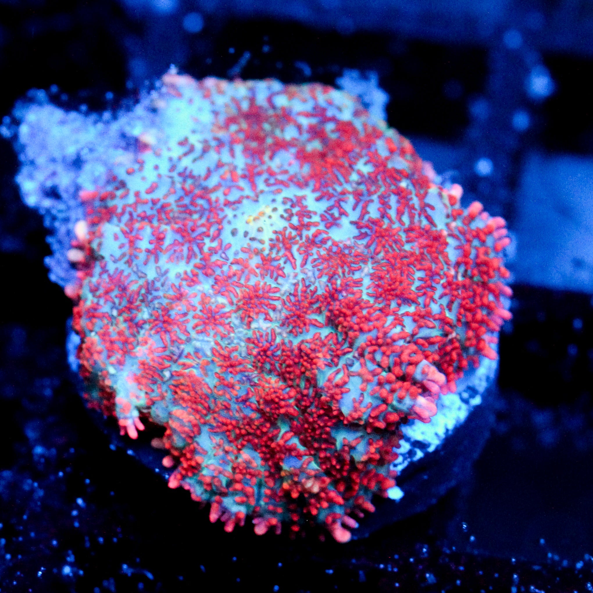 JC Head Rush Rhodactis
