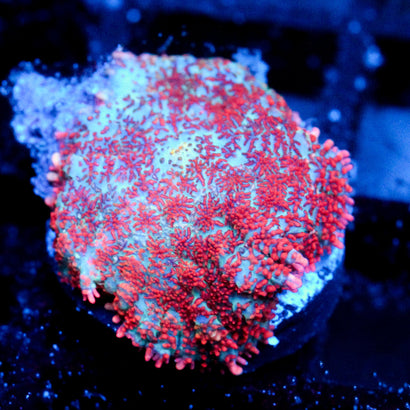 JC Head Rush Rhodactis