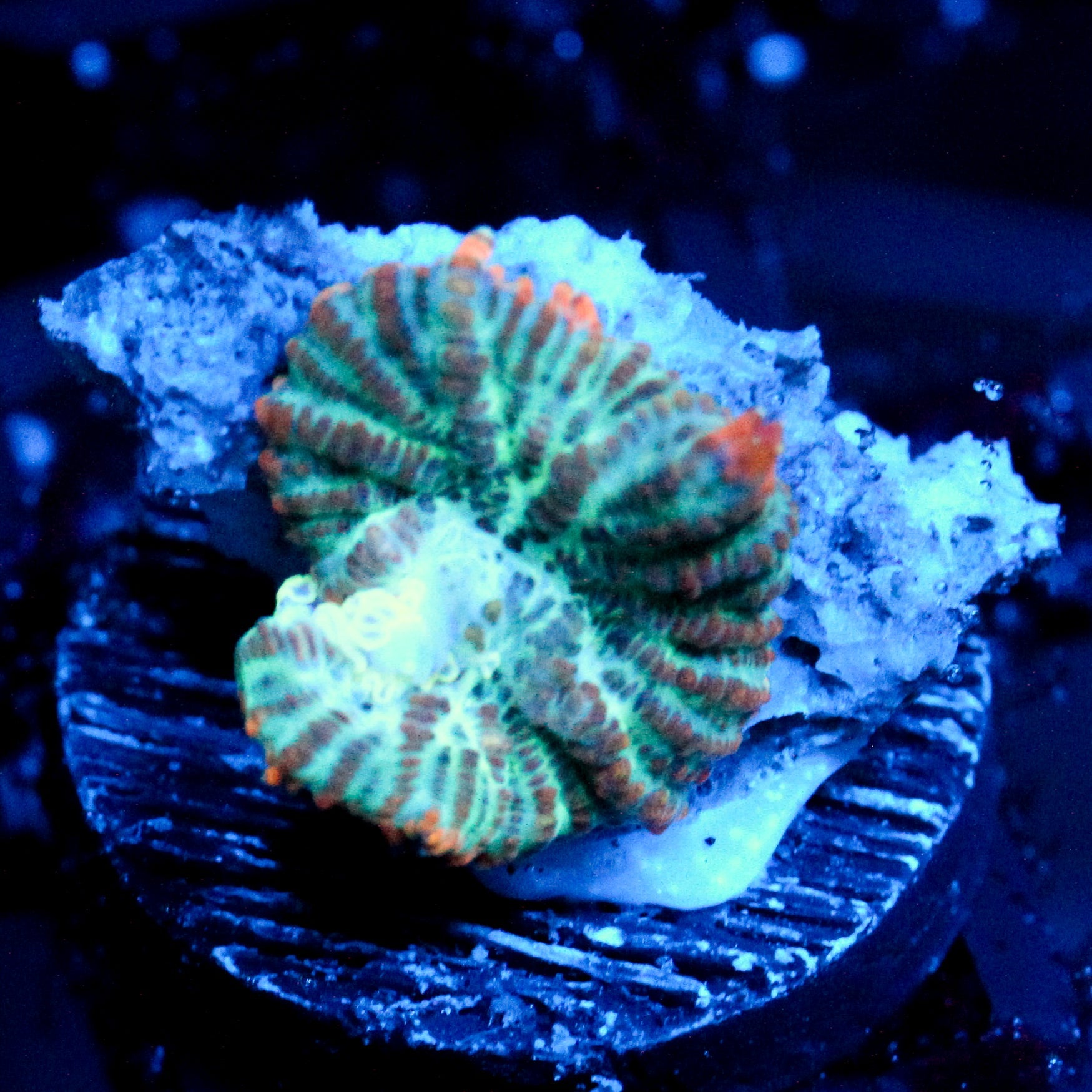 JC Fresh Breath Rhodactis